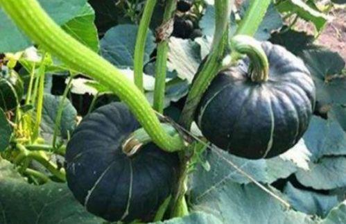 山东网红吃烧瓜视频,火辣滋味引发网友热议